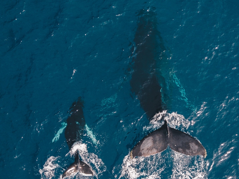 Financiamiento climático: ballenas